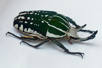 Steamed exotic beetle coloured on white paper.