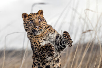 The panther creeps across the clearing, looking for prey.