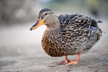 The duck climbed out of the stream and stands on the shore.
