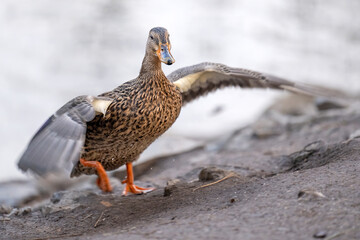 The duck climbed out of the stream and stands on the shore.