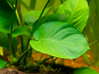 selective focus of an Anubias Barteri leaf with blurred background - aquarium plant
