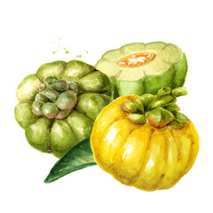 Garcinia cambogia atroviridis fruit, superfood,  antioxidant. Hand drawn  watercolor illustration isolated on white background - obrazy, fototapety, plakaty