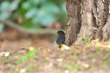 Merle Noir / Blackbird