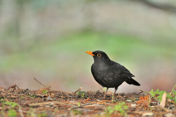 Obraz premium Merle Noir / Blackbird