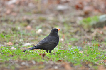 Obraz premium Merle Noir / Blackbird