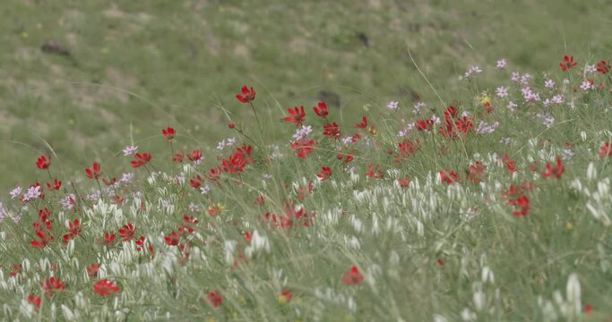 Spring multicolor forbs under the bright sun