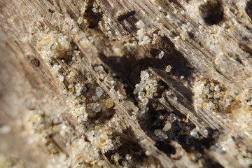 bois flotté sur la plage en macro