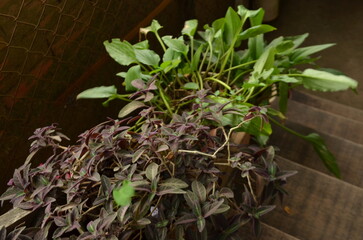 different plants on indoor stairs in Brazil