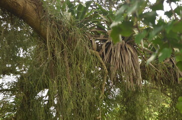 leaves and foliage on branch of large tree in brazil