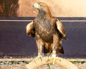 bird of prey golden eagle close-up