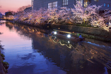 京都　岡崎疏水　十石舟と夜桜