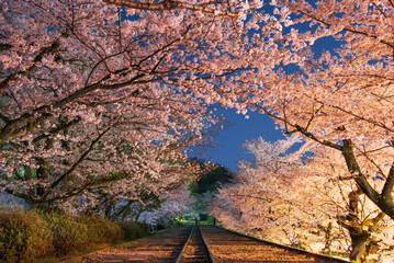 蹴上インクラインの夜桜