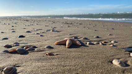 Starfish and sea shells on wet sand