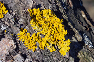 yellow lichen on the trunk of an apple tree