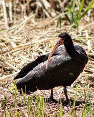 Animal in nature, birds and bugs