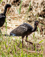 Animal in nature, birds and bugs