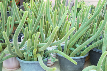 Hildewintera colademononis in pot