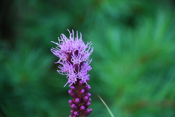 Liatris spikelet begins to bloom. Pink-purple flowers with long, thin petals bloom next to each other on a thick stem. There are many still closed rose buds on the stem, which will soon bloom.