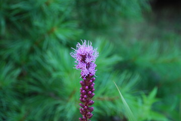 Liatris spikelet begins to bloom. Pink-purple flowers with long, thin petals bloom next to each...