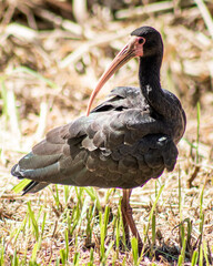 Animal in nature, birds and bugs