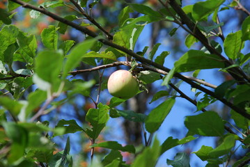 Green apple on an apple tree. A medium-sized green apple begins to ripen and turn red on one side. The fruit hangs on a tree branch among green foliage.