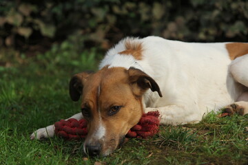 Happy dog in the garden with his toy, staring.