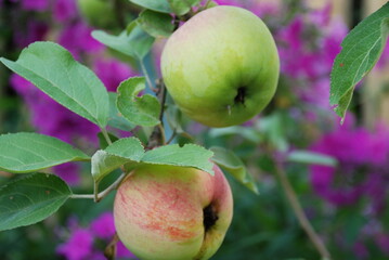 Green apple on an apple tree. A medium-sized green apple begins to ripen and turn red on one side. The fruit hangs on a tree branch among green foliage.
