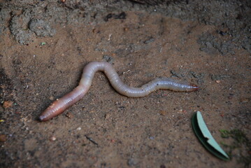 An earthworm crawls on dry ground. A red-brown worm crawls on the sand. Earthen crumbs stuck to the body of an insect, when it moves, it wriggles, shrinks and unclenches. - obrazy, fototapety, plakaty