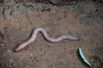 An earthworm crawls on dry ground. A red-brown worm crawls on the sand. Earthen crumbs stuck to the body of an insect, when it moves, it wriggles, shrinks and unclenches.
