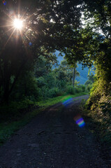 Fototapeta premium rural road in the middle of the forest 