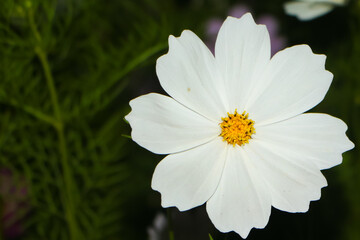The Purity Cosmo is a beautiful all white cosmo that produces lovely, bright blooms that will be...