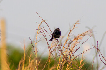 Animal in nature, birds and bugs