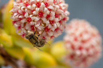 Detail of a hoverfly on small pink flowers of a succulent plant