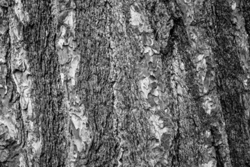 Fototapeta premium Black and white tree bark background, close-up. Natural texture bark. Relief texture of tree bark for publication, screensaver, wallpaper, postcard, poster, banner, cover, title for a website