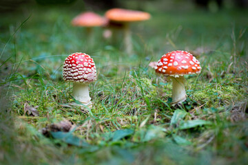 fly agaric or fly amanita - Amanita muscaria in natural environment. distinctive is the red cap with white spots