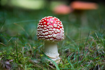 fly agaric or fly amanita - Amanita muscaria in natural environment. distinctive is the red cap with white spots