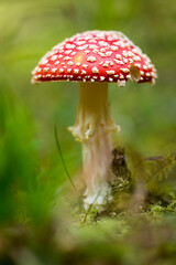 fly agaric or fly amanita - Amanita muscaria in natural environment. distinctive is the red cap with white spots