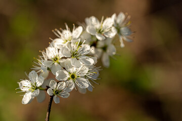 close up of a spring flower