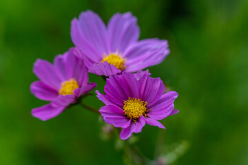 Obraz premium cosmos flower in the garden