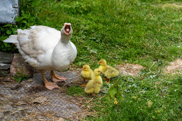 duck in the grass with ducklings