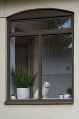 window with cat and flowers
