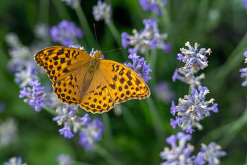 butterfly on flower