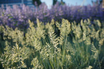 Душистые травы