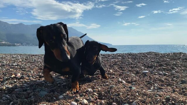Two funny active dachshund dogs play on pebble beach on a warm sunny day, catching up and jokingly attacking each other, mountains and sea on the background
