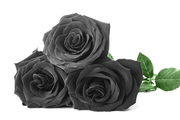 Fresh black roses on white background