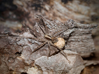 close-up view of a wolf spider,  family Lycosidae, with egg cocoon in natural habitat