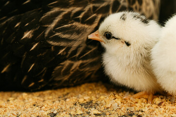 Newborn Baby Chicks