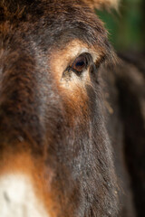 portrait d'un âne