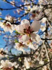 Mujer oliendo flor 