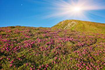 Fototapeta premium Magic pink rhododendron flowers on mountain